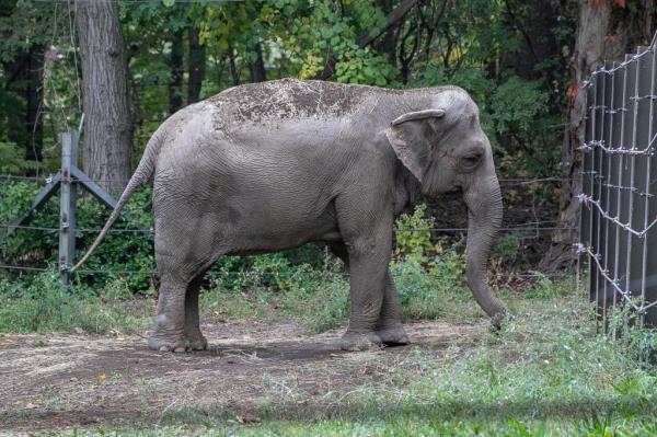 An elephant named Happy is pictured in the Bronx Zoo, in New York City, New York, U.S., in this undated social media photo